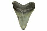 Juvenile Megalodon Tooth - North Carolina #294445-1